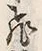 文字飛