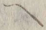 字ヘ