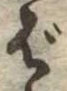 Đã định vị ば