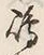 文字嶋