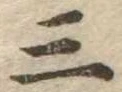 位置定マレル三