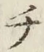 글자 チ