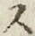 字ス