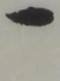 位置定マレル一