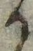 位置 確認된 𛀚