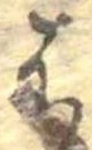 位置定マレル𛂦