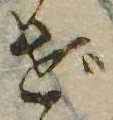 ぜの位置