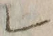 字レ