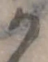位置定マレル𛀚