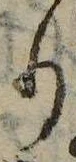 位置 確認된 𛃲
