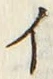 「イ」字