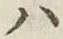 字ハ