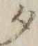 文字 タ