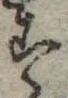 位置定マレル未定