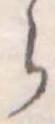 位置定マレル𛃰