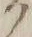 “ク”字