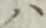 字ハ