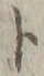 字ト