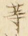 𡨸等