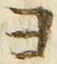 𡨸ヨ