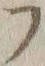 字フ