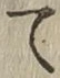 字て
