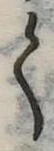 位置 確認된 く