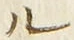 字ル
