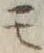 字モ