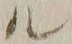 字ル