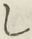 Chữ し