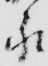 文字永