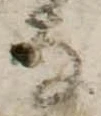 Đã định vị 𛂂