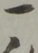 位置定マレル一