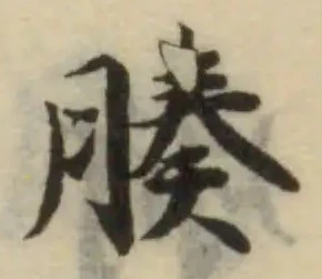 腠の位置