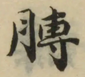 膊の位置