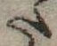 Đã định vị 𛁠