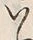 𡨸い