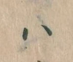 已定位𛂞