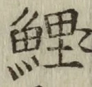 字鯉