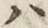 字ハ