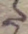 字た