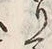 𡨸り