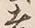Chữ 言