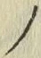 字ノ