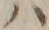 字ハ