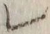 字レ
