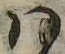 Đã định vị 𛂞