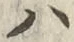 文字 ハ