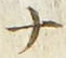 「ナ」字